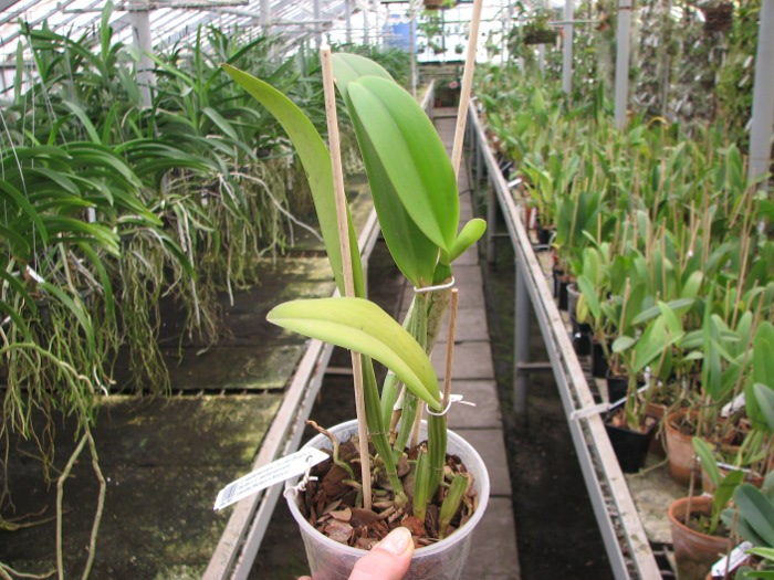 Cattleya lueddemanniana coerulea (Ssique x Murillo) x Cattleya lueddemanniana coerulea (Mariauxi x Amparo).JPG