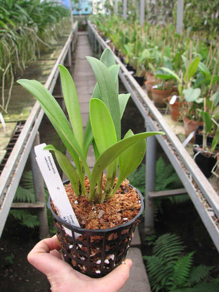 Masdevallia veitchiana.jpg