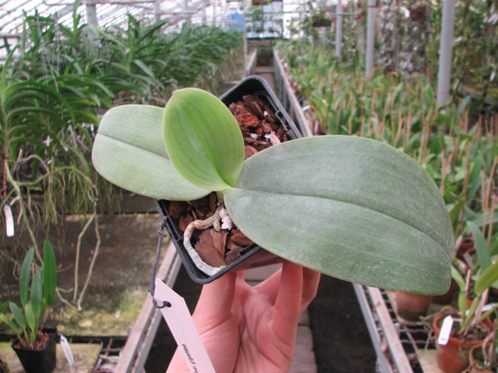 Phalaenopsis gigantea.JPG