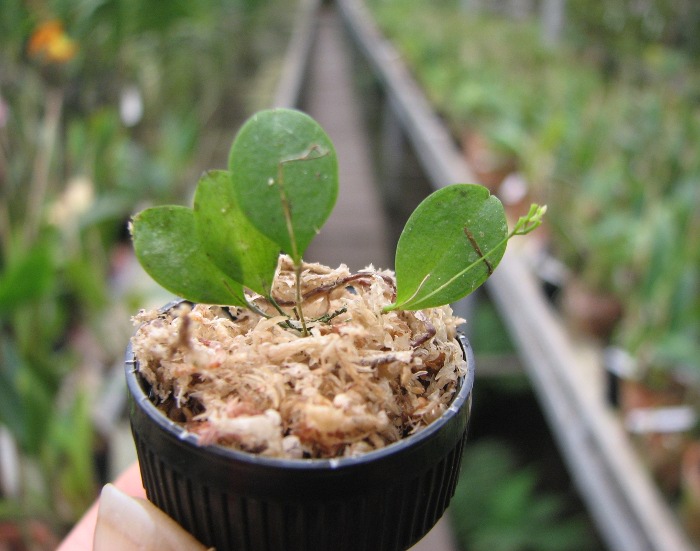 Lepanthes telipogoniflora.JPG