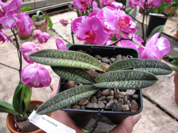 Paphiopedilum micranthum.JPG