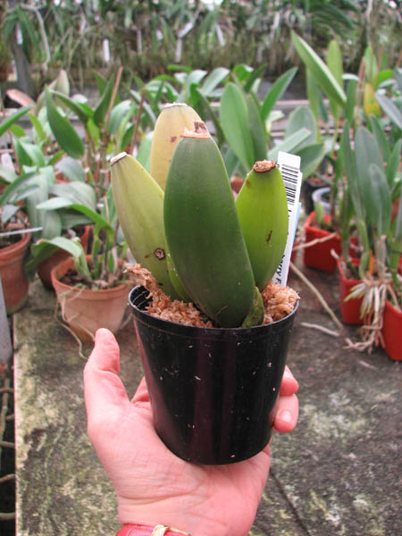 Lycaste Strawberry Fizz (tricolor x Shoalhaven Miss Shonan ).jpg