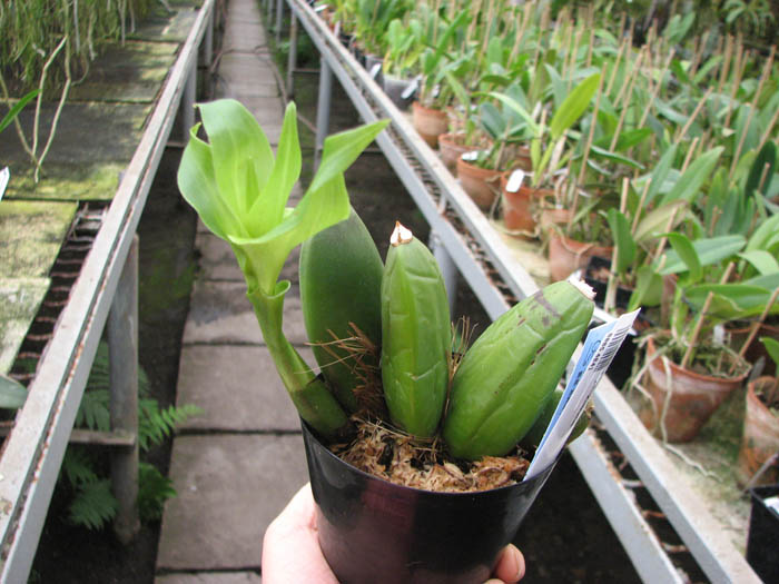 Lycaste Kibune.jpg