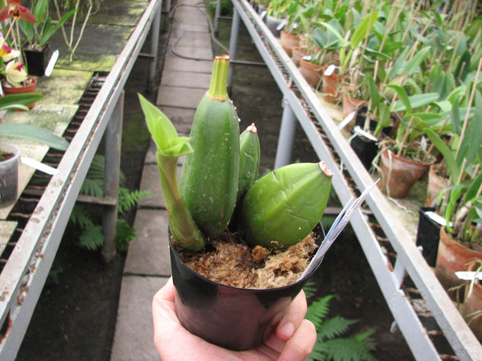 Lycaste Arashiyama (macrobulbon x Shoalhaven 'Kobe').jpg