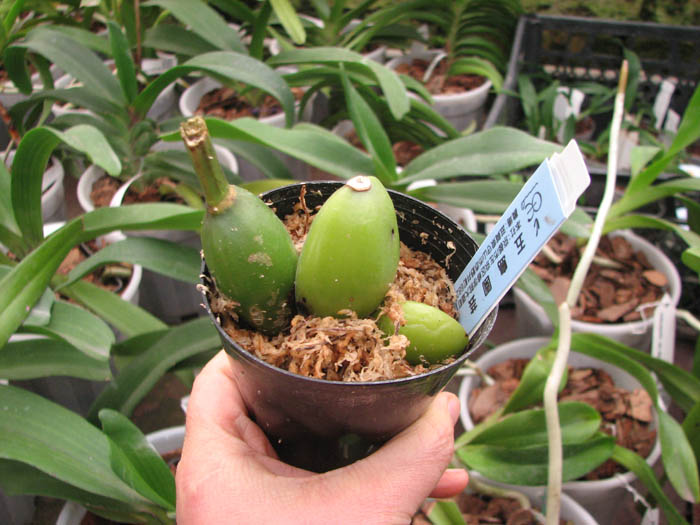 Lycaste Valentine.jpg