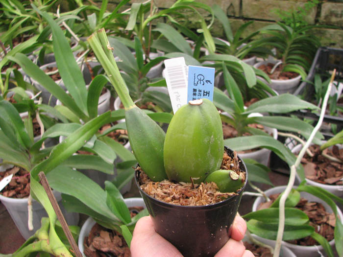 Lycaste Cherish.jpg