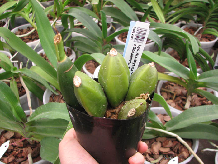 Lycaste Arashiyama.jpg