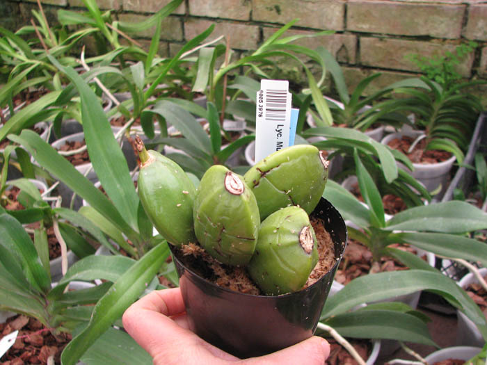 Lycaste Muscat.jpg