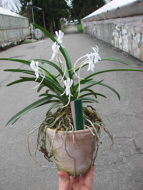 Neofinetia falcata.jpg