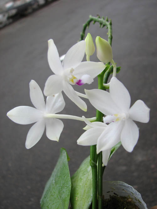 Phalaenopsis tetraspis.jpg