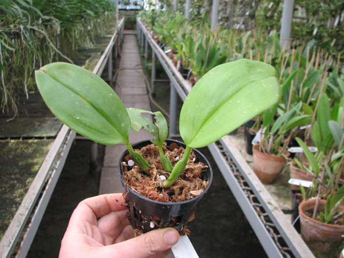Bulbophyllum reticulatum.jpg