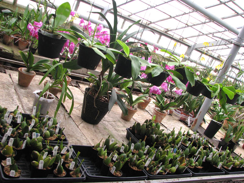 Orchids.jpg