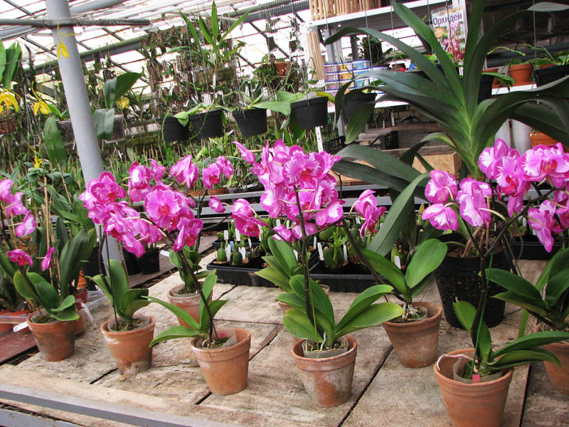 Doritaenopsis Taiwan Red Cat 'Red Cat'.jpg