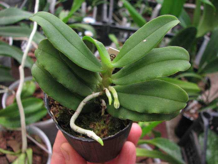 Gastrochilus japonicus.jpg