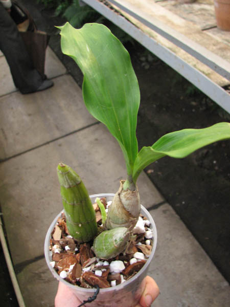 Catasetum tenebrosum.jpg
