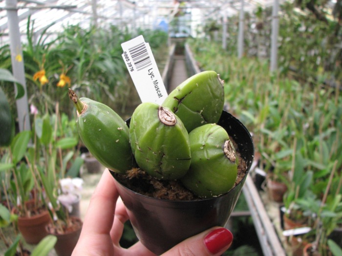 Lycaste Muscat.JPG