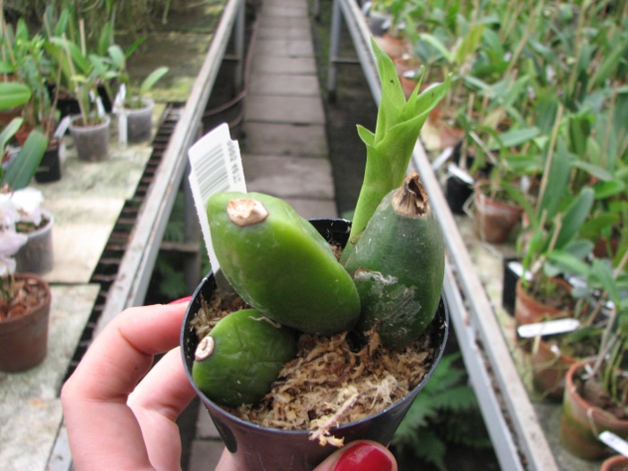 Lycaste Miyabi.JPG