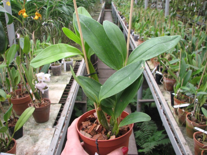 Dendrobium spectabile.JPG