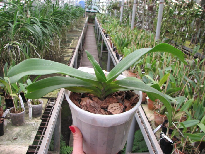 Rhynchostylis gigantea spot.JPG