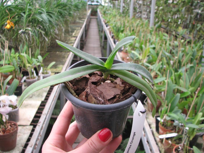 Rhynchostylis gigantea Orange.JPG