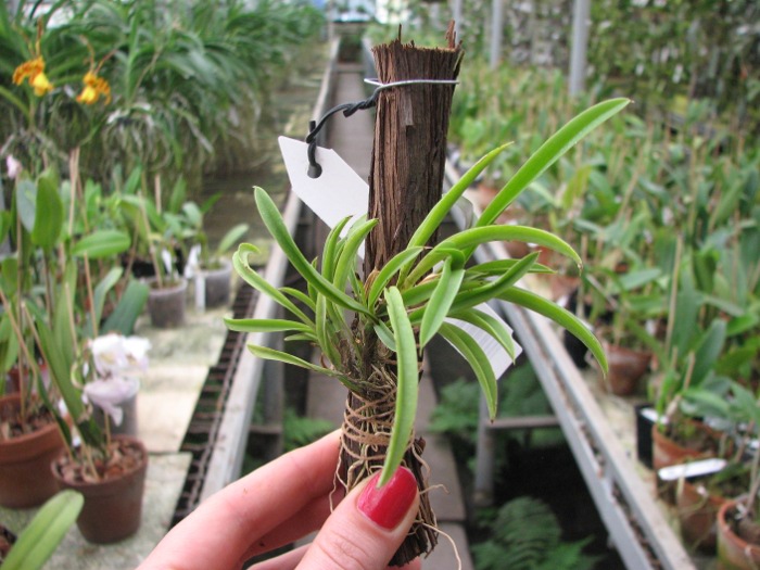Oncidium (Tolumnia) Midas.JPG
