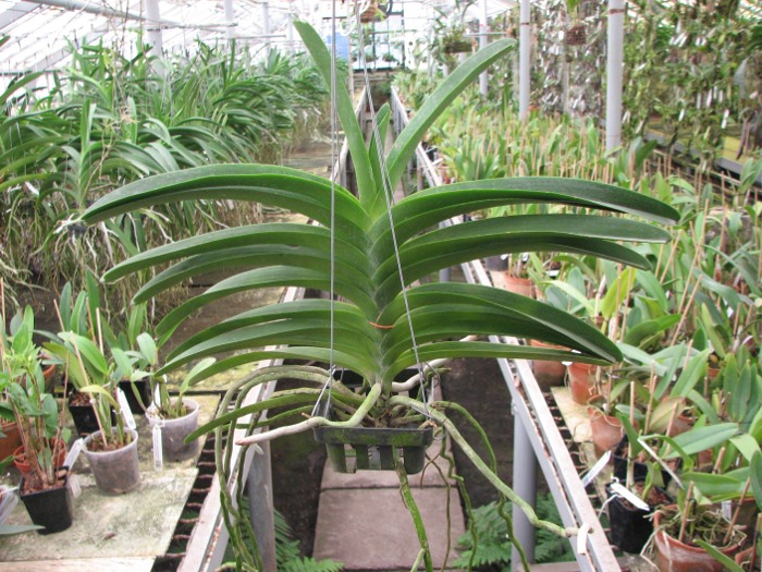 Vanda Keeree Sapphire x Vanda Chaiya.JPG