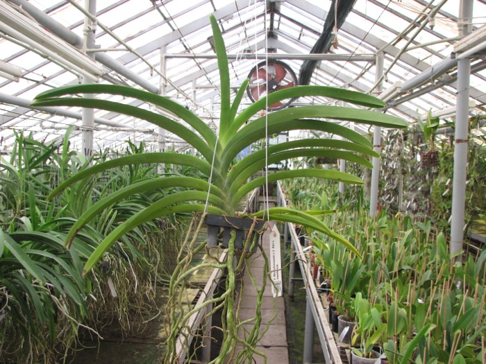 Vanda Boonchoosand x Vanda Bitz's Heartthrob.JPG