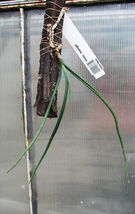 Holcoglossum wangii.jpg