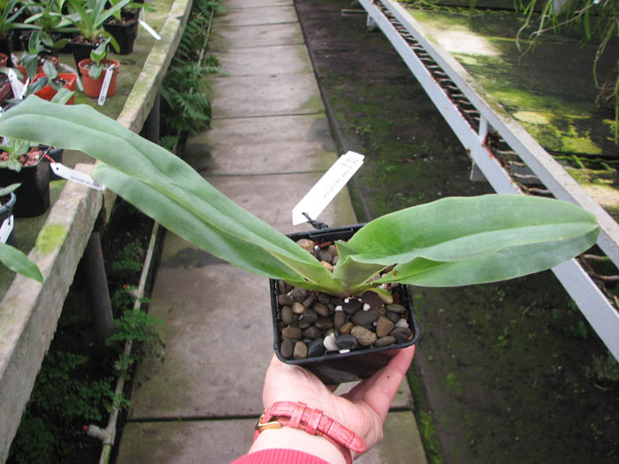 Paphiopedilum glaucophyllum.jpg