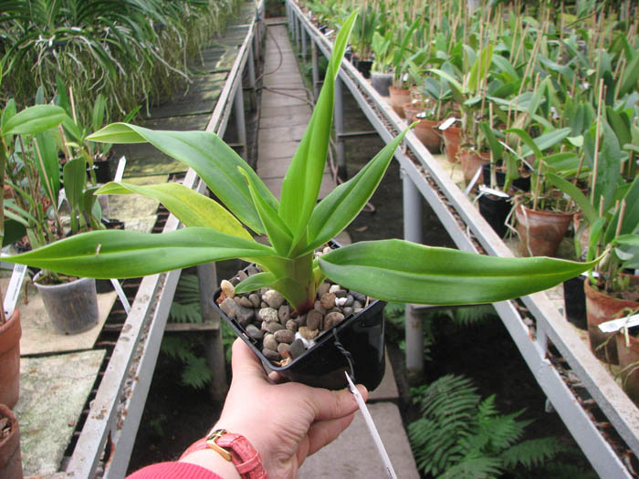 Phragmipedium Franz Glanz (richteri x besseae).jpg