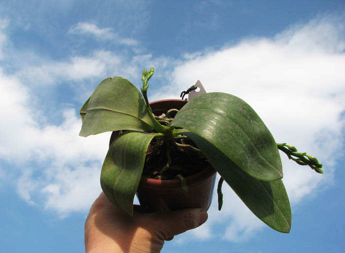 Phalaenopsis corningiana x Phalaenopsis Coral Isles.jpg