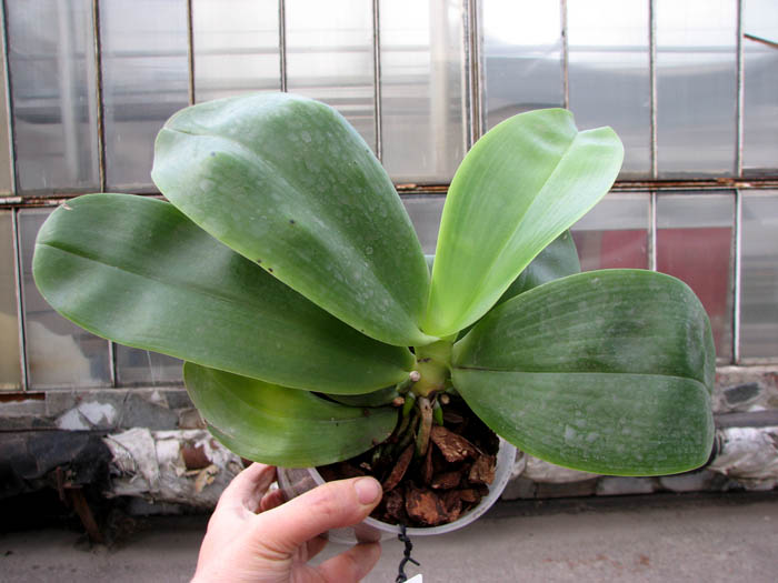 Phalaenopsis Liodoro (Phalaenopsis Deventeriana x Phalaenopsis violacea).jpg