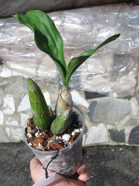 Catasetum tenebrosum.jpg