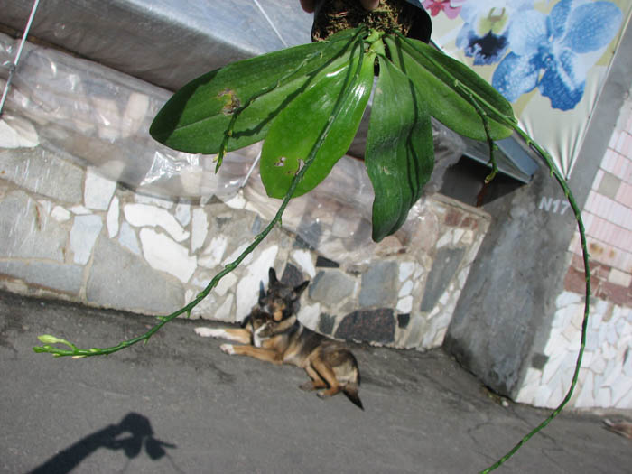 Phalaenopsis tetraspis.jpg