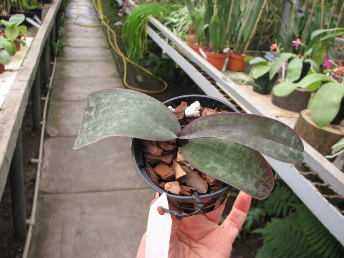 Phalaenopsis stuartiana (green x yellow).jpg