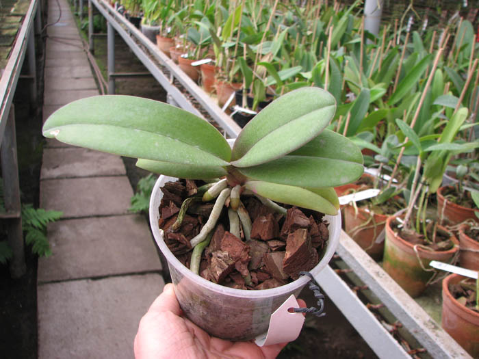 Doritaenopsis Lius Sakura.jpg