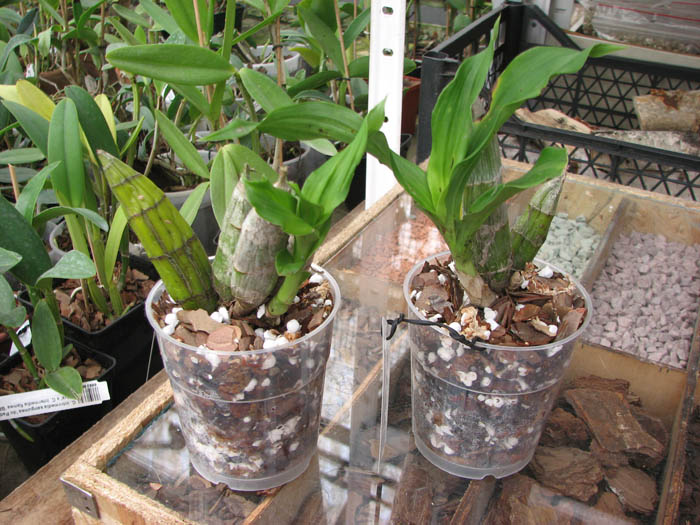 Catasetum pileatum 'Oro Verde'.jpg