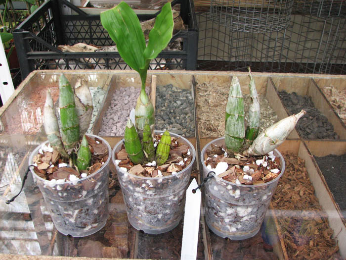 Catasetum tenebrosum.jpg