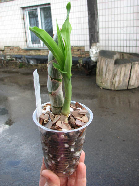 Cycnoches warcewiczii.jpg