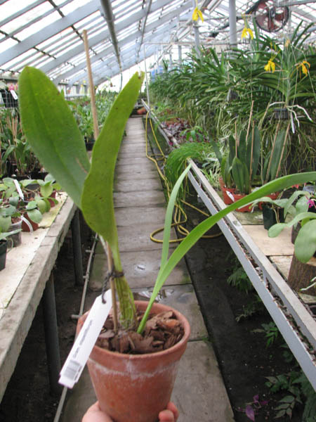 Grammatophyllum stapeliiflorum.jpg