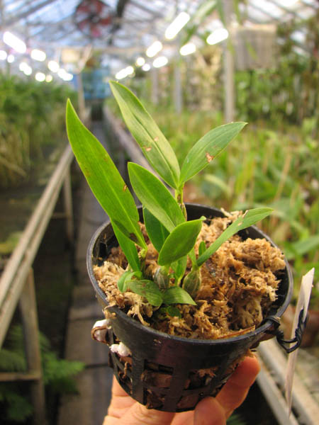 Dendrobium brymerianum.jpg
