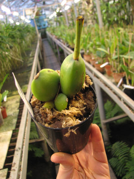 Lycaste Sagano.jpg