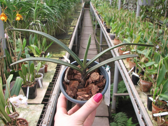 Renanthera matutina.JPG
