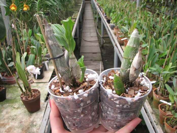 Catasetum pileatum 'Oro Verde'.JPG