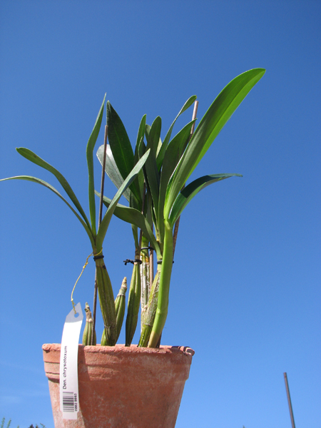 Dendrobium chrysotoxum.jpg