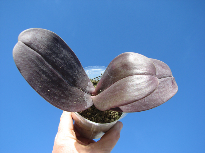 Phalaenopsis Penang x Phalaenopsis gigantea.jpg