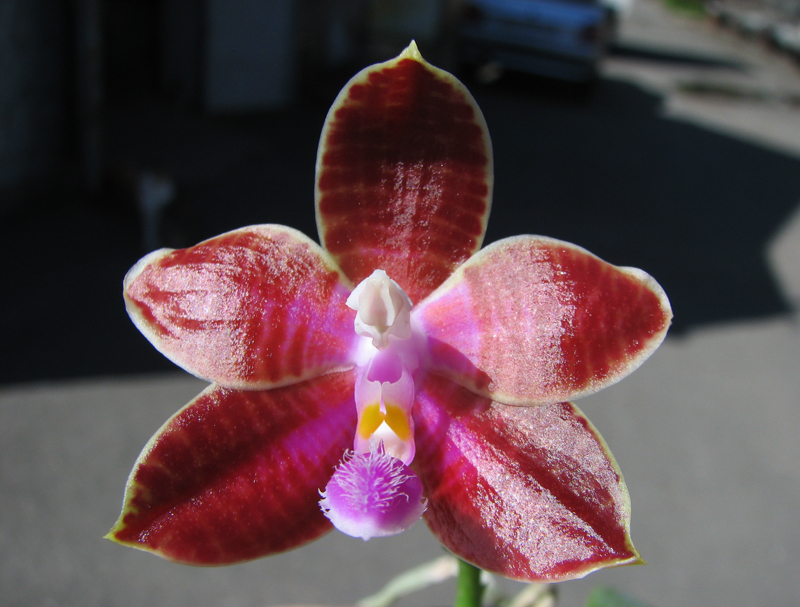 Phalaenopsis corningiana x Phalaenopsis Coral Isles.jpg