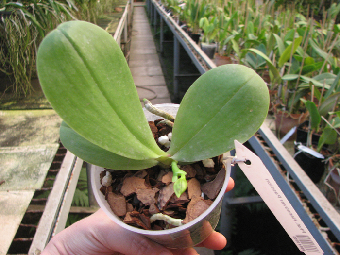 Phalaenopsis Hannover Passion.jpg