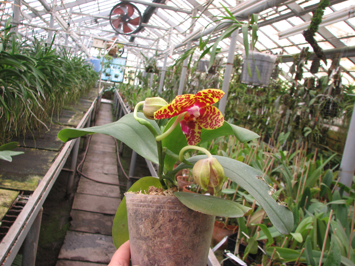 Phalaenopsis Sogo Pony 'YS' (Ching Her Buddha x Sogo Kaiulani).jpg
