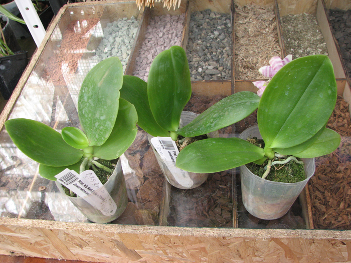 Phalaenopsis KS Red Zebra x (Texes Jewel-tetraspis).jpg